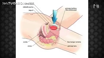 Руководство по анальному сексу для женщин (порнофильм)